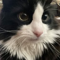 mysticlovescats
